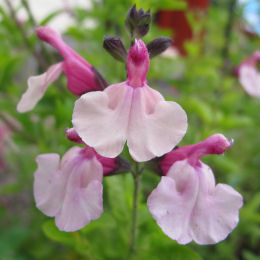 salvia greggii -dancing dolls